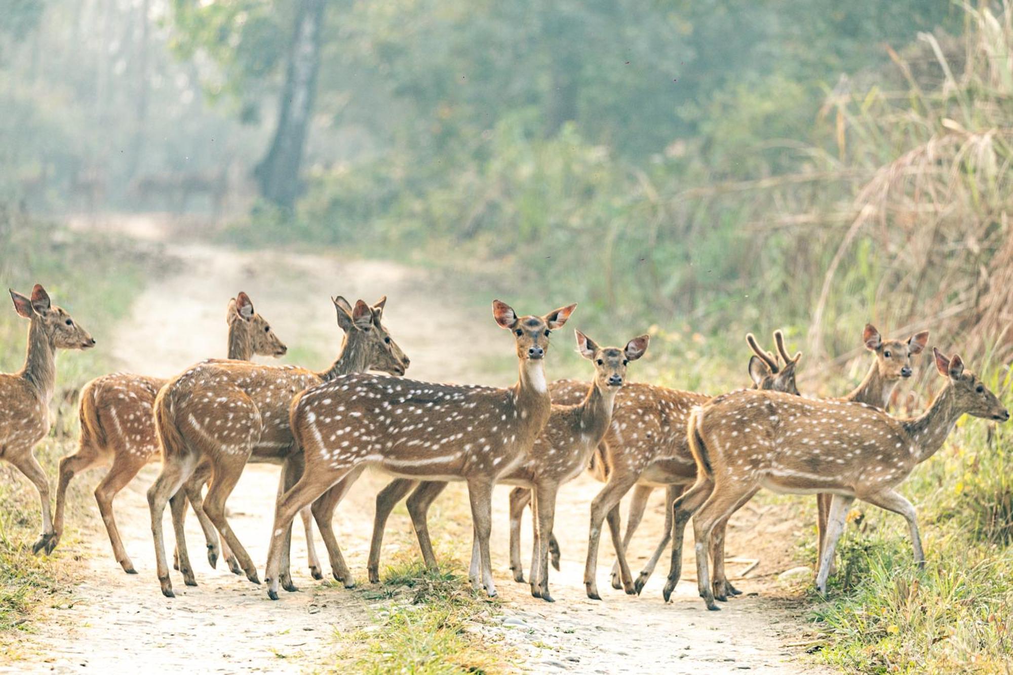 Hotel Kasara Chitwan Patlahara Zewnętrze zdjęcie