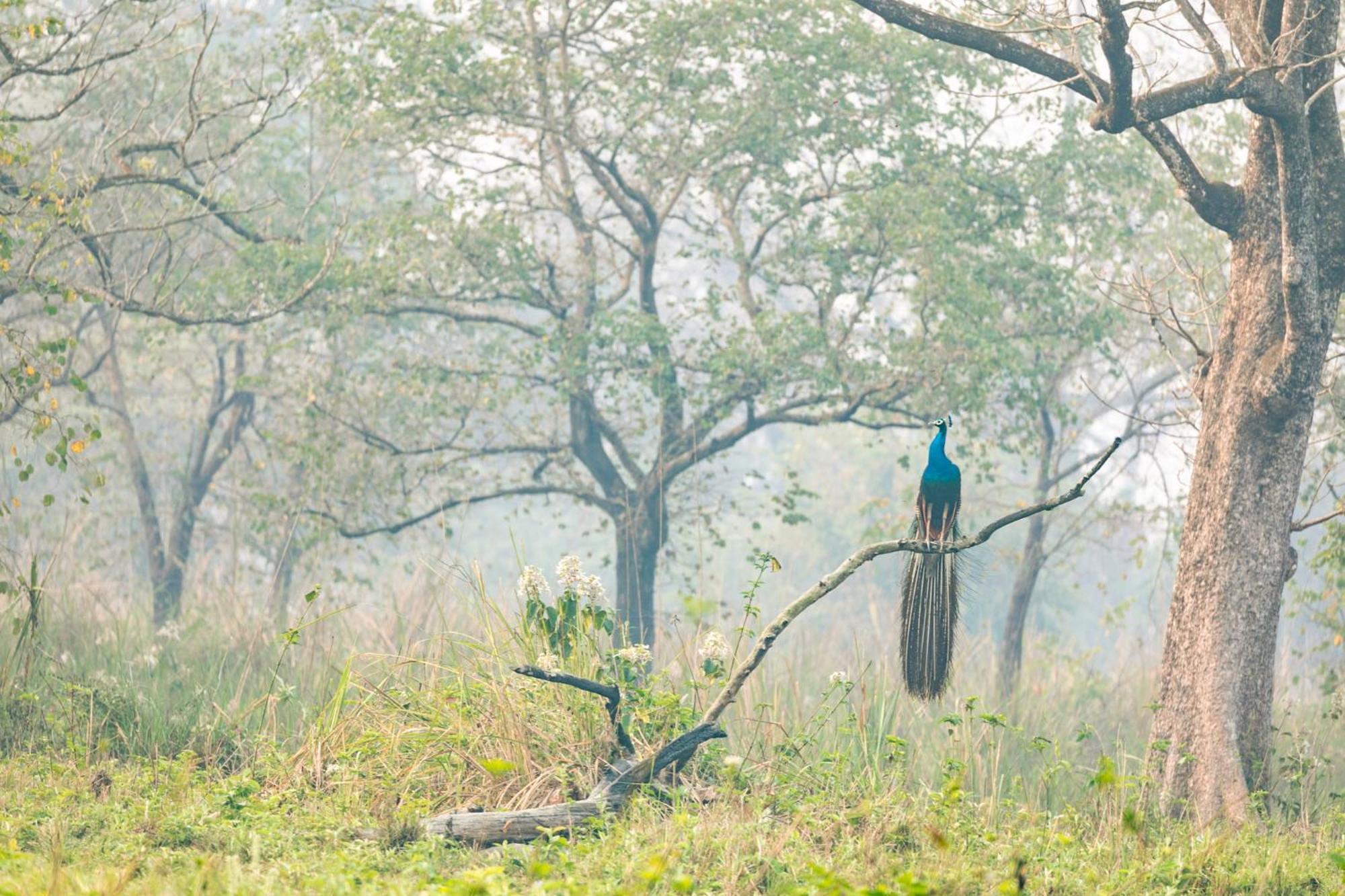 Hotel Kasara Chitwan Patlahara Zewnętrze zdjęcie